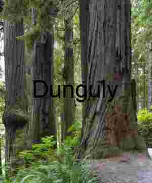 Ancient Redwood Trees Howland Hill Giants - Forest Grove