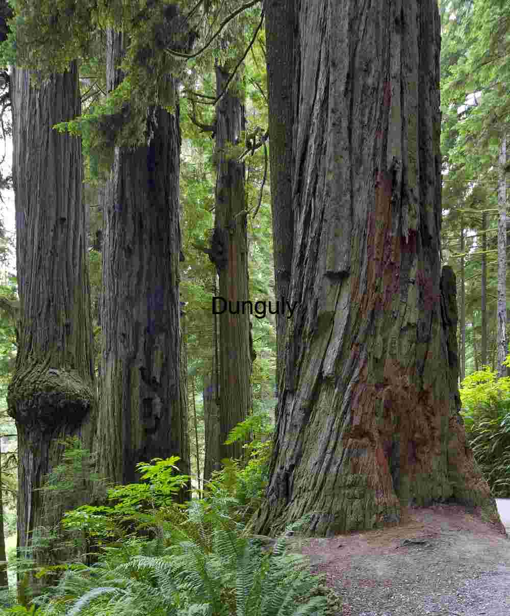 Ancient Redwood Trees Howland Hill Giants - Forest Grove
