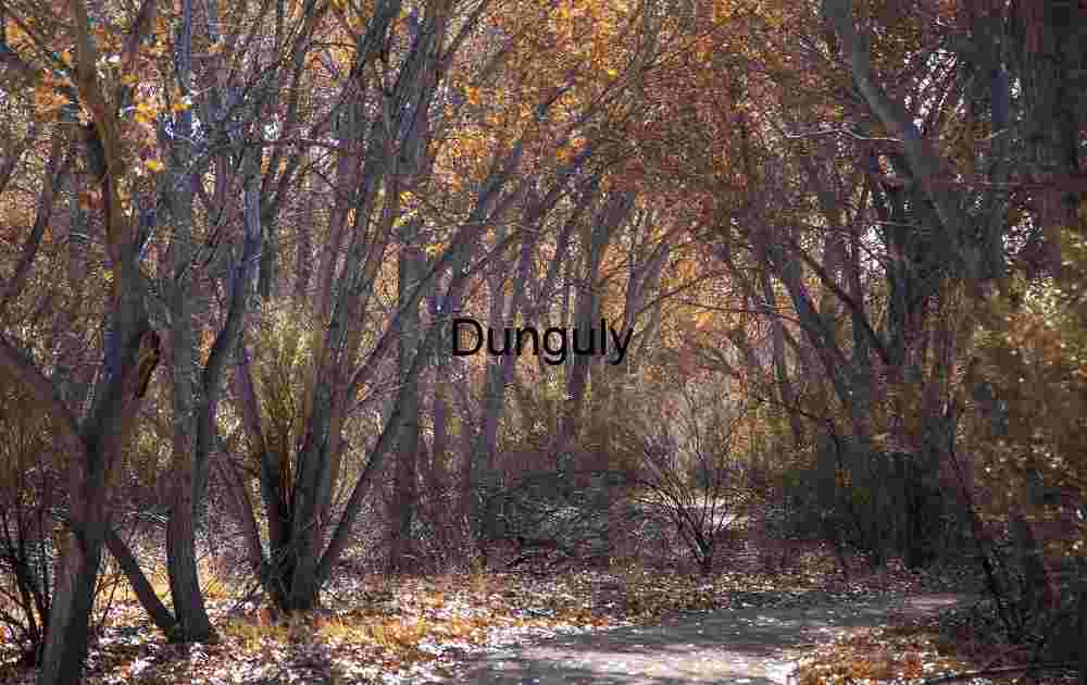 Autumnal Path in Bosque del Apache Woods