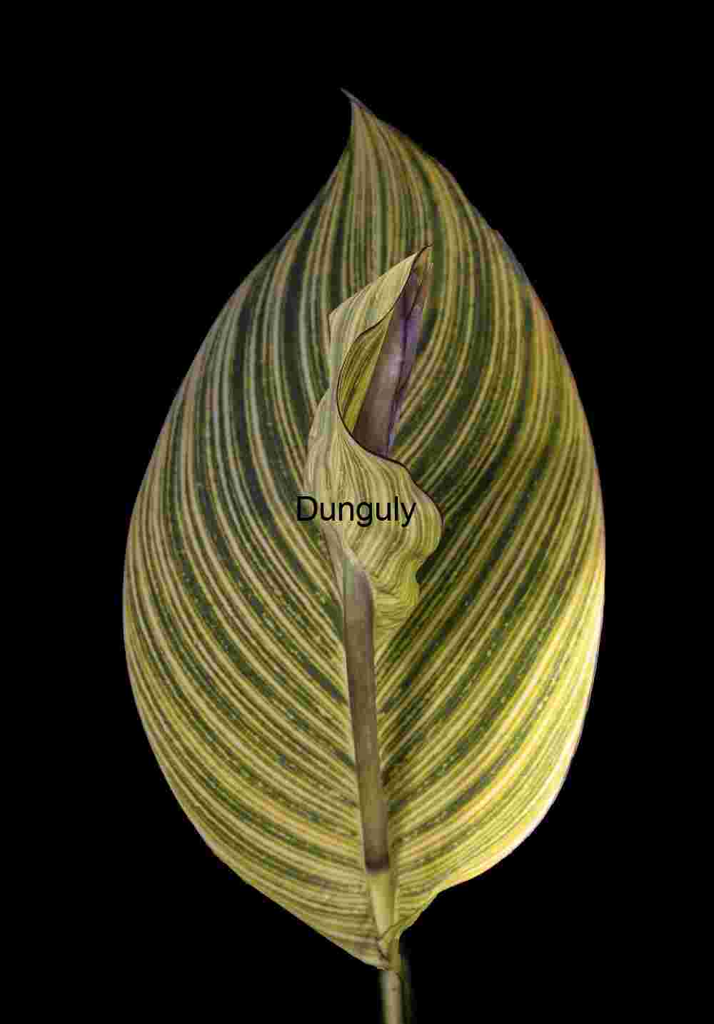 Dramatic Variegated Leaf on Black - Exotic Plant Art