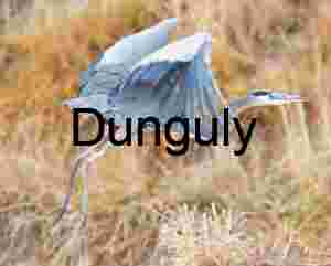 Jump start heron | Preparing for Takeoff, Bosque del Apache