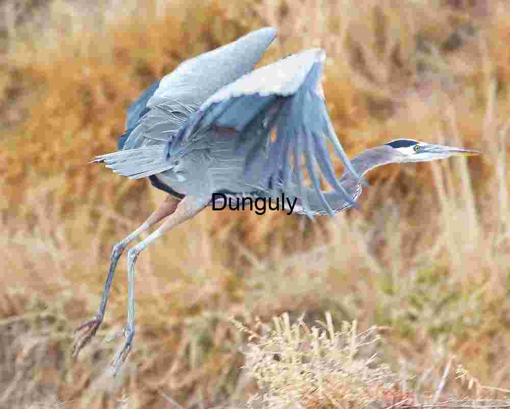 Jump start heron | Preparing for Takeoff, Bosque del Apache