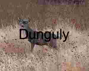 Juvenile elk in grasses