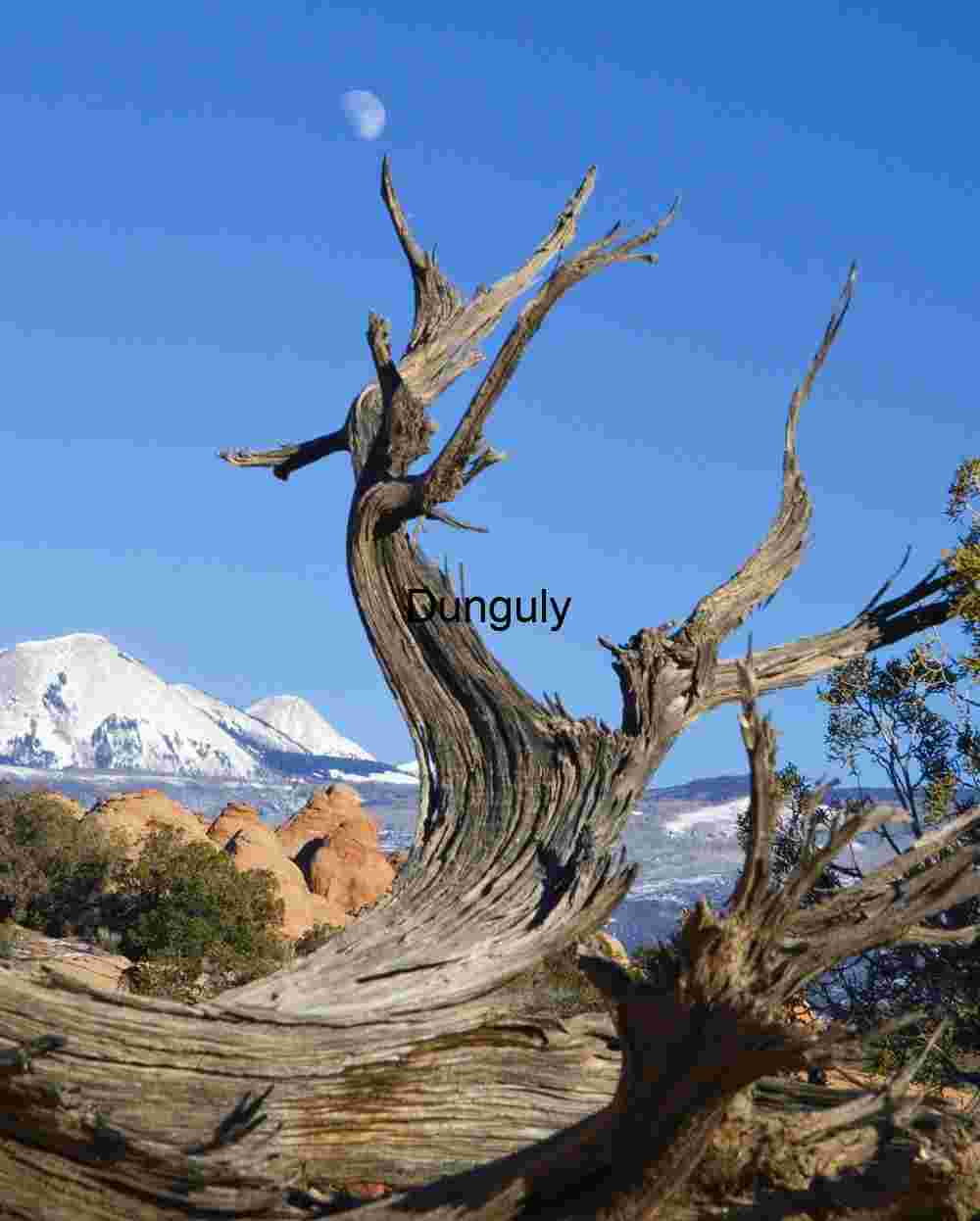 La Sal Mountains, rising moon and tree