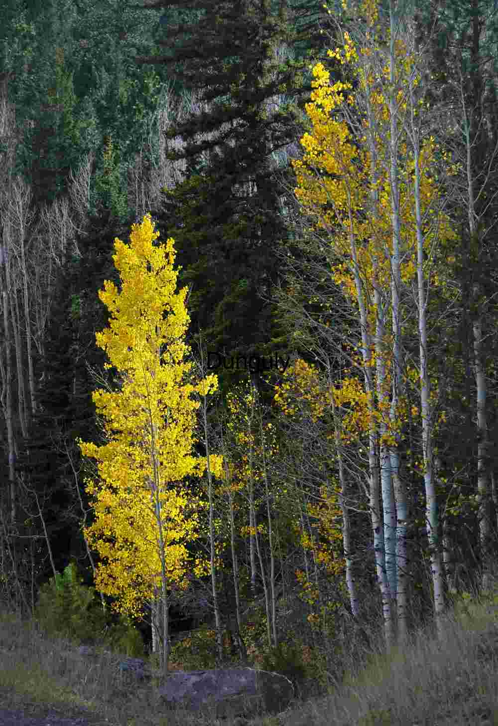 Last of the golden aspens