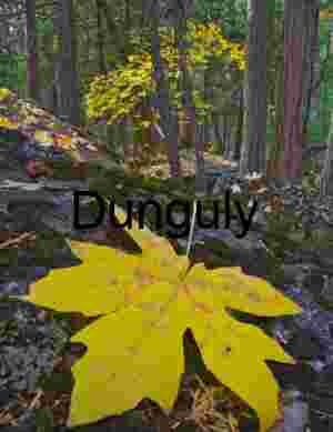 Yosemite Fall Macro: Golden Maple Leaf on Mossy Granite