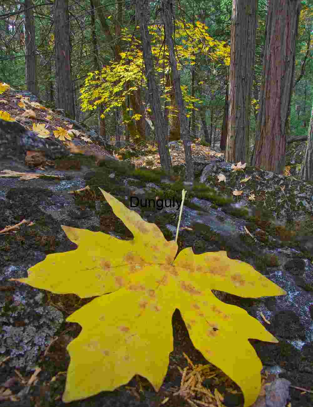 Yosemite Fall Macro: Golden Maple Leaf on Mossy Granite