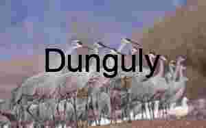 Sandhill Crane Line-up: Wildlife Migration at Waterfowl Complex