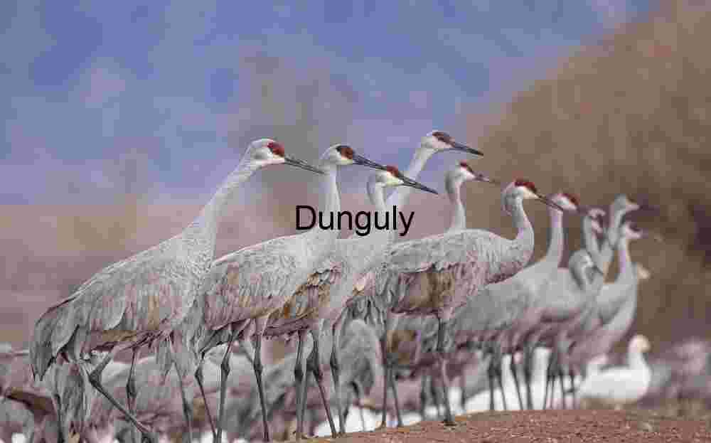 Sandhill Crane Line-up: Wildlife Migration at Waterfowl Complex