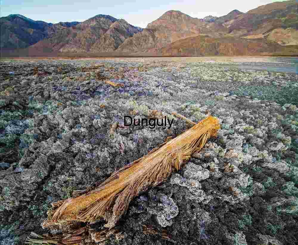Weathered Log in Saline Valley Salt Flat - Desert Texture