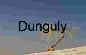 Lone tree and dune shadows White Sands