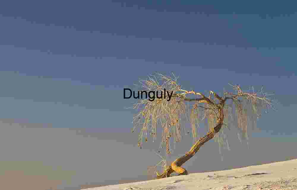 Lone tree and dune shadows White Sands