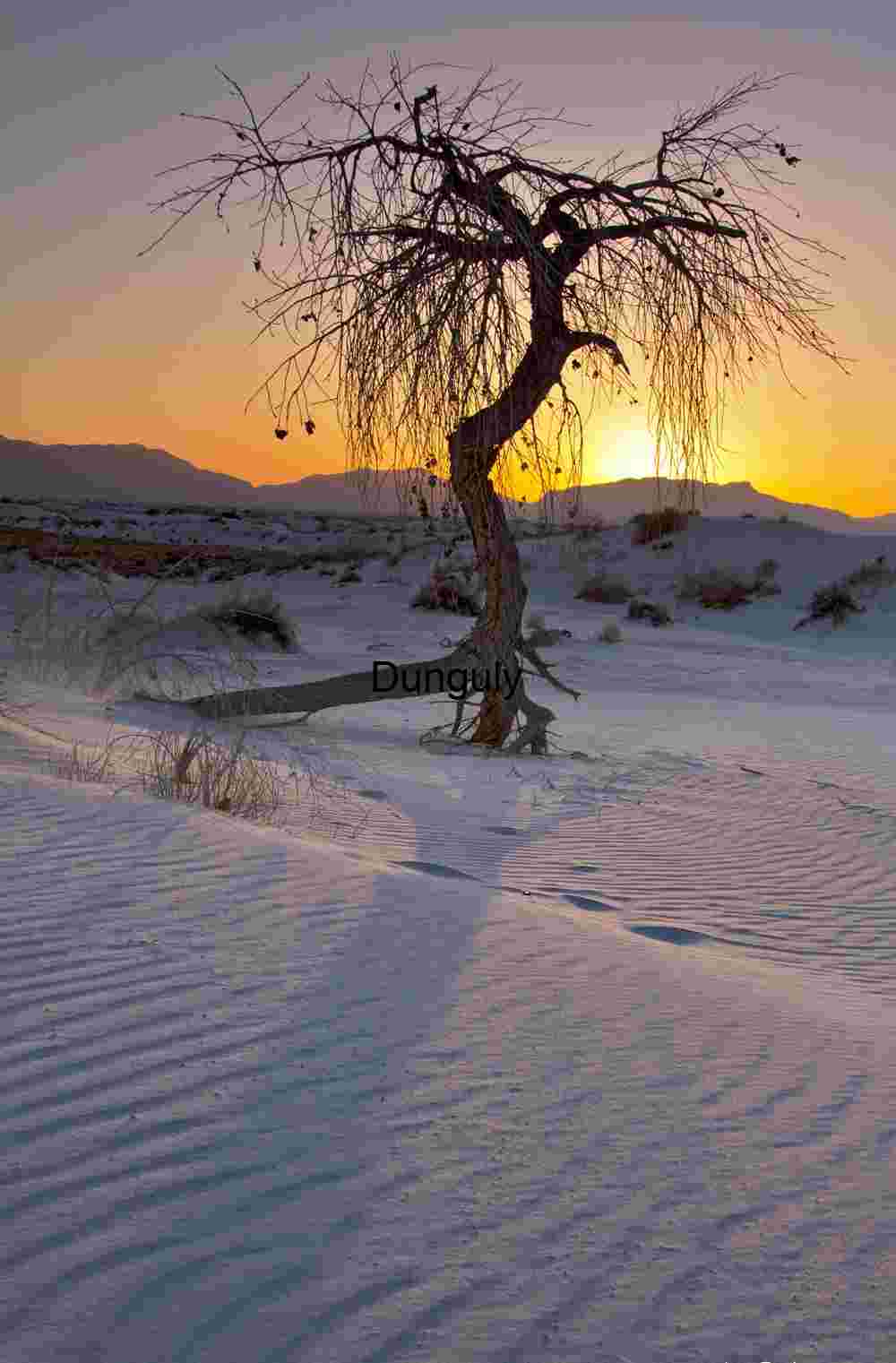 Lone tree and dune shadows
