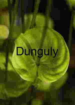 Luminous Green Leaf Close-up: Organic Nature Photography