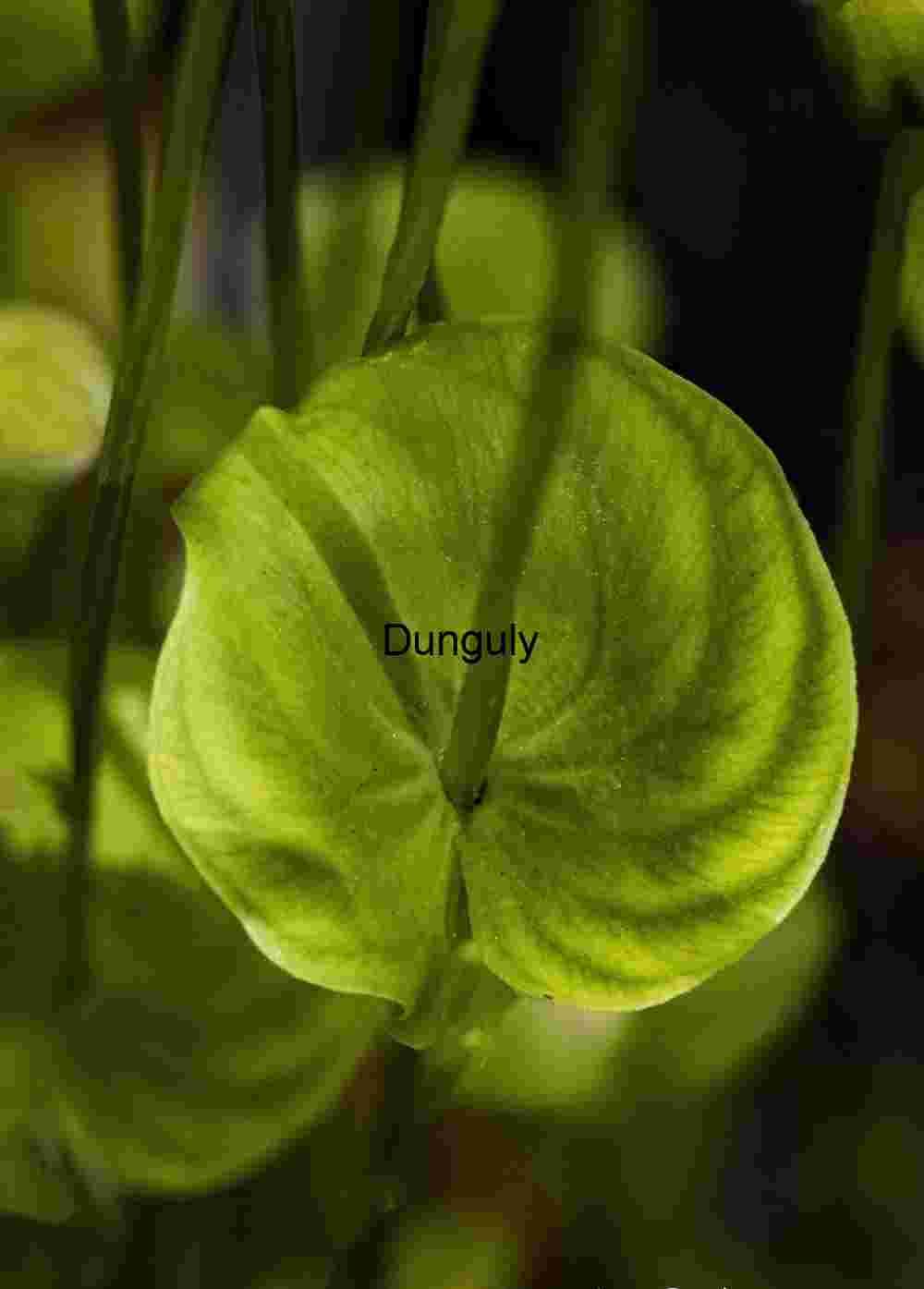 Luminous Green Leaf Close-up: Organic Nature Photography