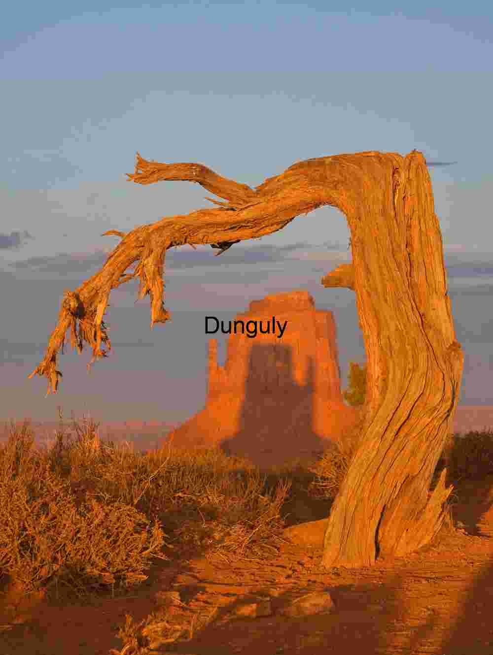 Mitten shadow framed by bent tree