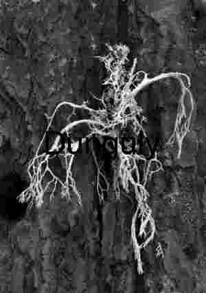 Black & White Lichen Sequoia Bark - Abstract Nature Detail