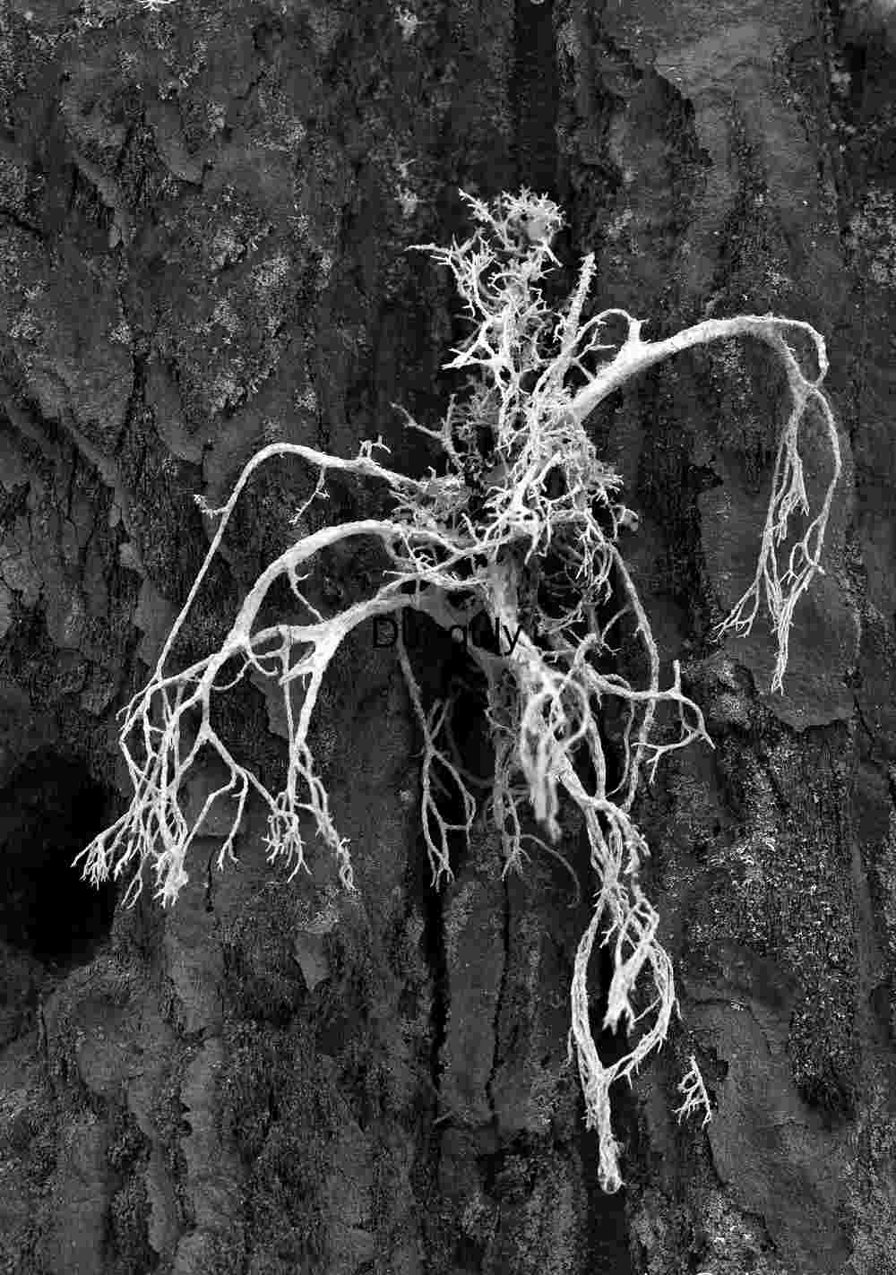 Black & White Lichen Sequoia Bark - Abstract Nature Detail