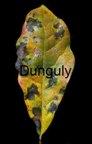 Autumn Mottled Leaf Texture on Black - Nature Abstract