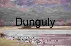 Murmeration across the pond