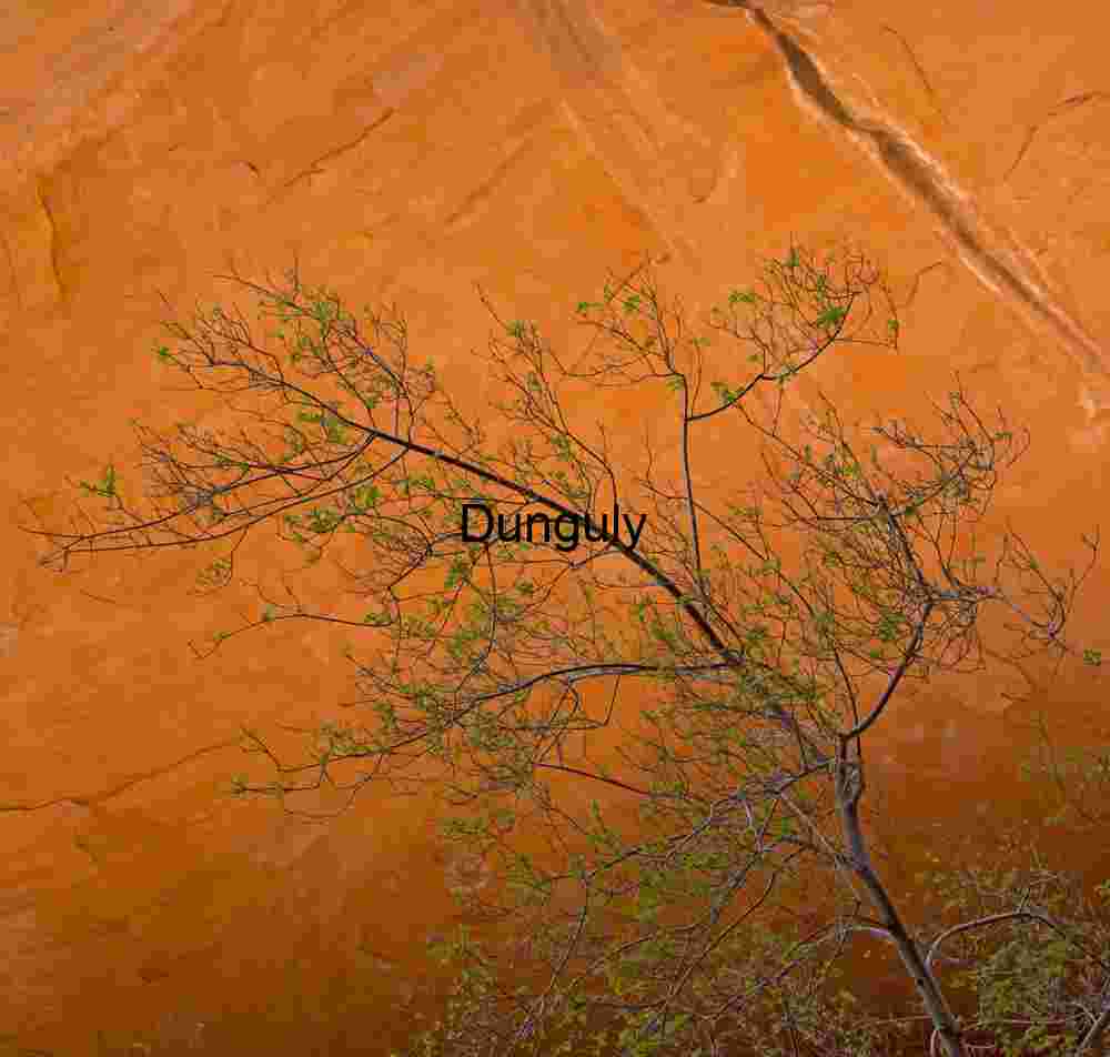 Cottonwood Branches, Orange Wall, Coyote Gulch, Utah