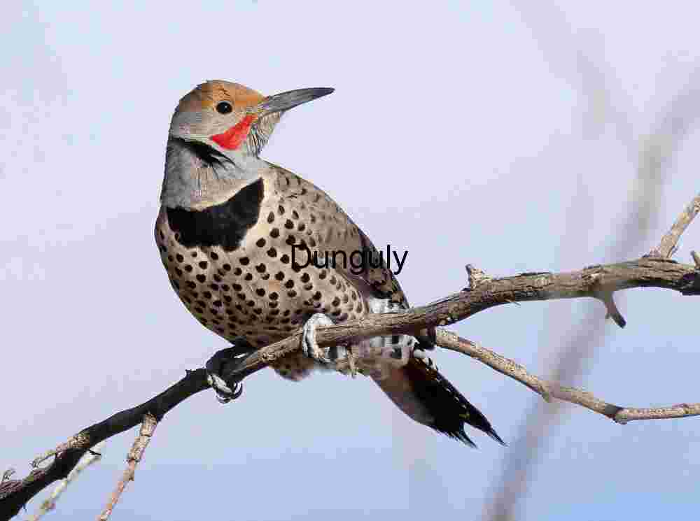 Northern flicker