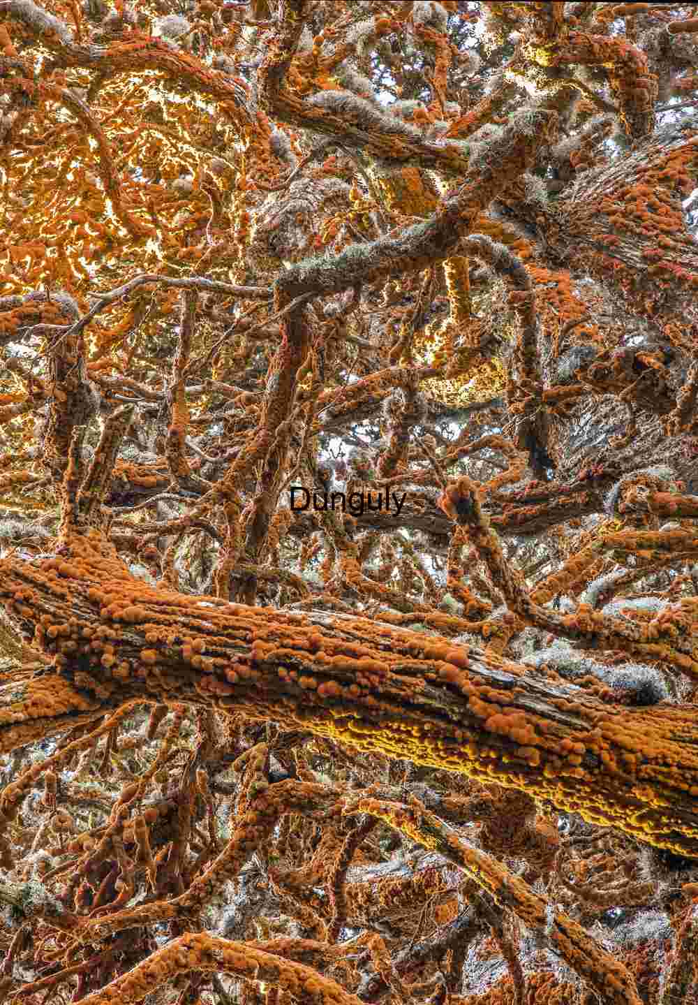 Orange Algae Tangled Cypress Branches - Point Lobos Art