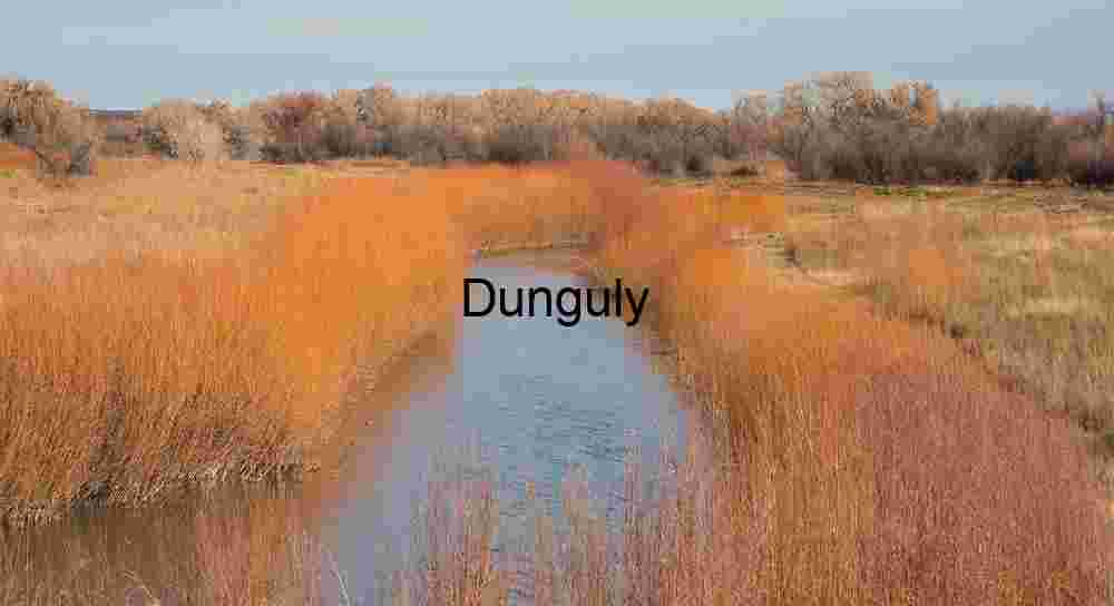 Bosque del Apache: Orange Reeds, Blue Water, New Mexico Winter