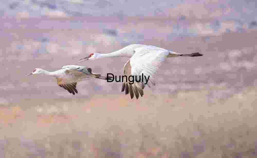 Sandhill Cranes in Flight: Bosque del Apache Wildlife