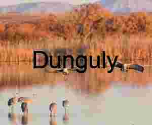 Sandhill Cranes Paired Landing: Bosque del Apache Wildlife