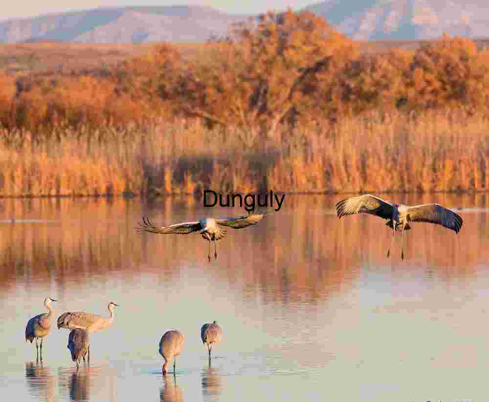 Sandhill Cranes Paired Landing: Bosque del Apache Wildlife