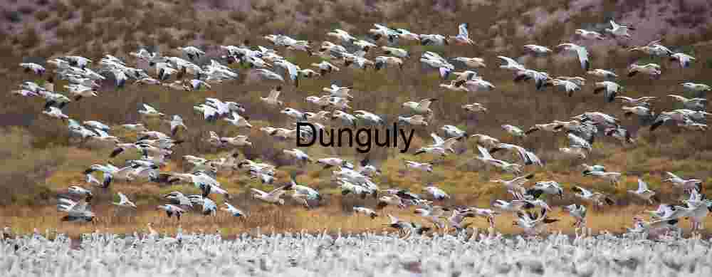 Bosque del Apache Snow Geese Fly-Off