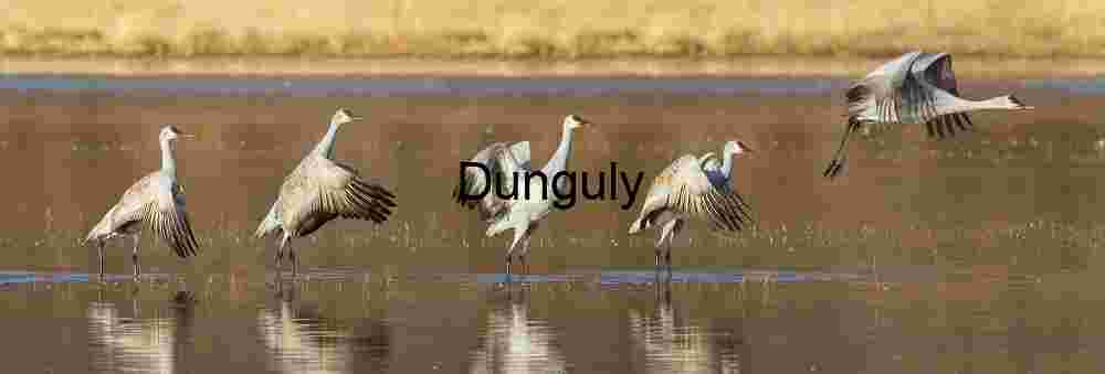 Crane Take-Off Sequence: Sandhill Photomontage