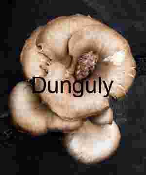 Pine Cone Cradled in Wild Mushroom Cluster, Yosemite Macro