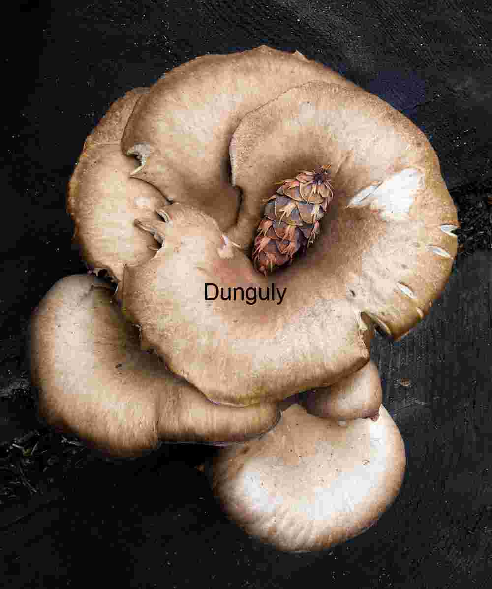 Pine Cone Cradled in Wild Mushroom Cluster, Yosemite Macro