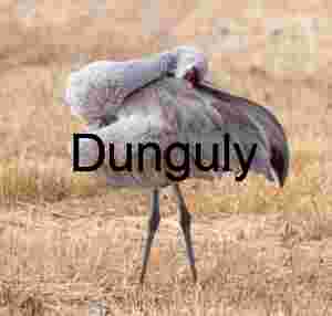 Preening Sandhill Crane at Bosque del Apache Wildlife Refuge