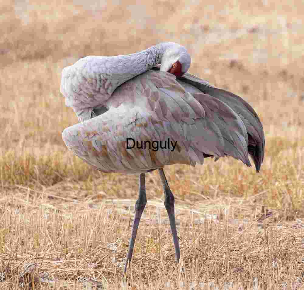 Preening Sandhill Crane at Bosque del Apache Wildlife Refuge
