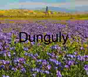 Purple Wildflower Carpet Windmill - Carrizo Plain Superbloom