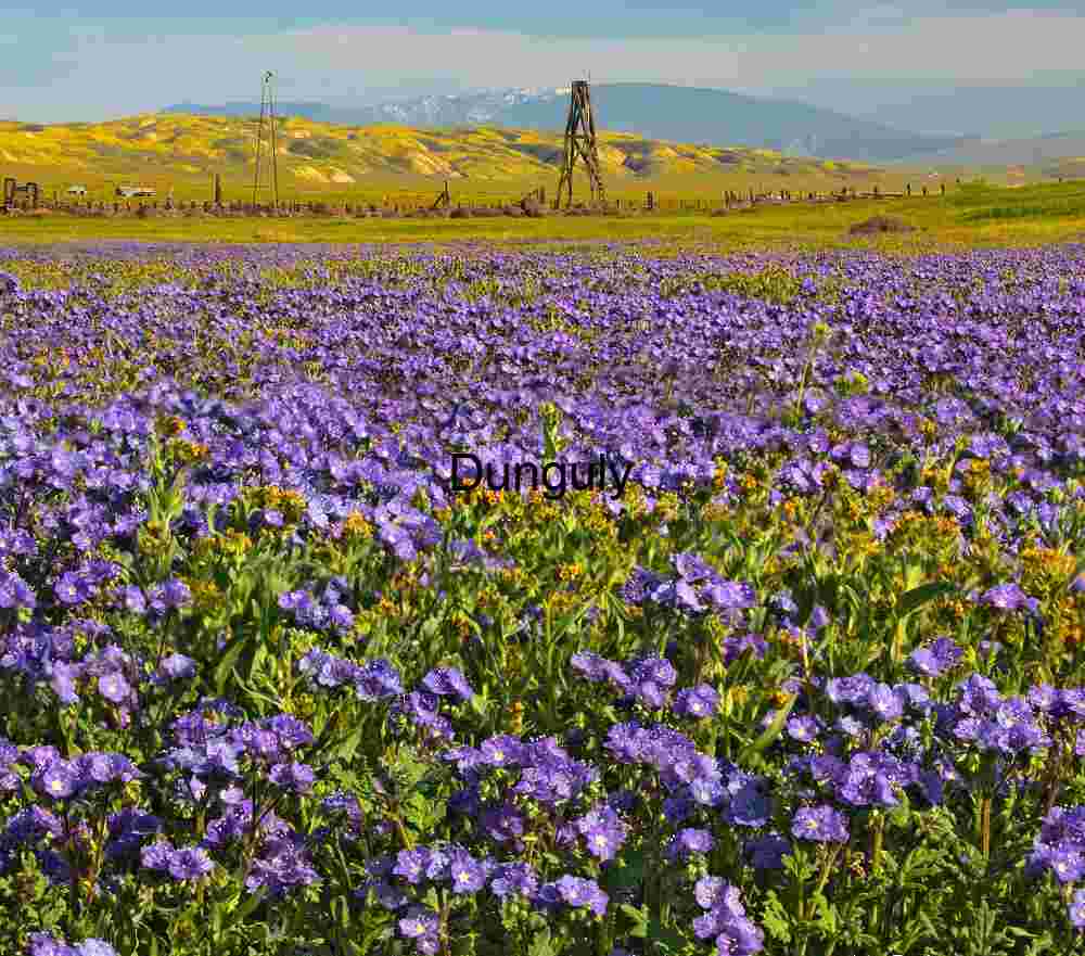 Purple Wildflower Carpet Windmill - Carrizo Plain Superbloom