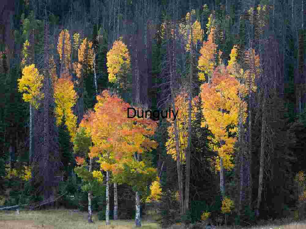 Red and yellow aspens