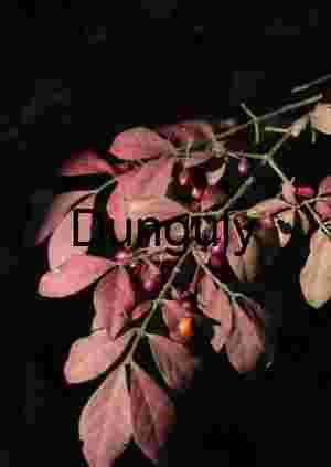 Dramatic Autumn Foliage: Red Leaves & Berries on Dark Background