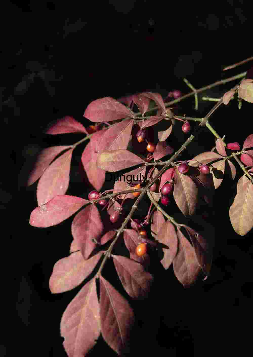 Dramatic Autumn Foliage: Red Leaves & Berries on Dark Background