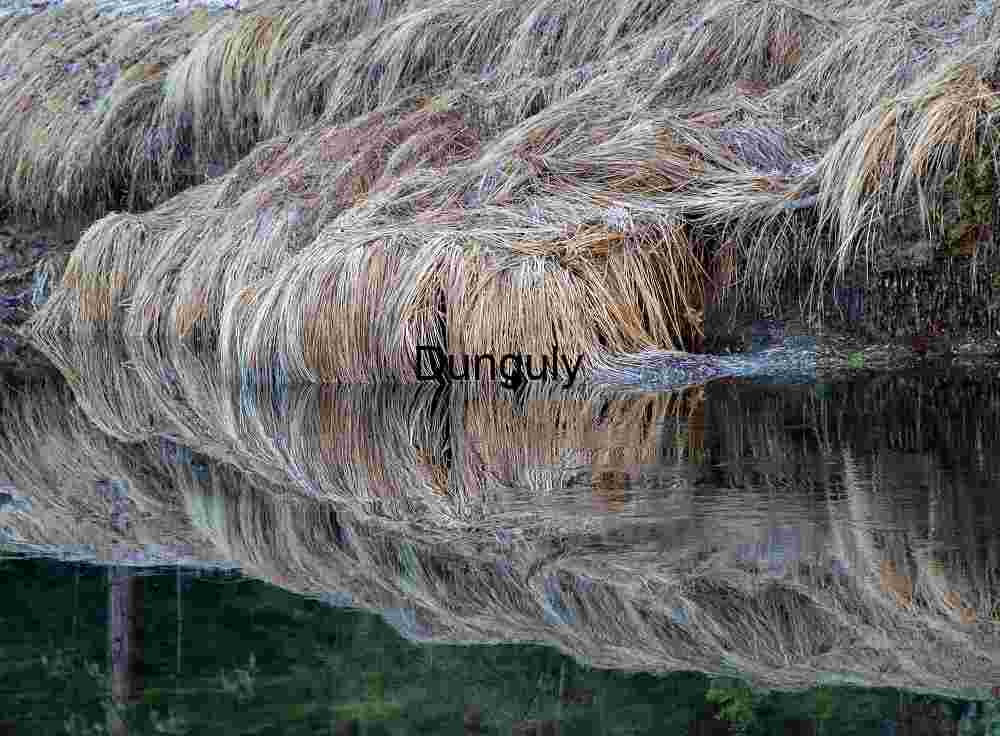 Abstract Riverbank Grass Reflection and Texture, Yosemite