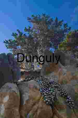 Yellow Daisy Field Road Carrizo Plain Superbloom View
