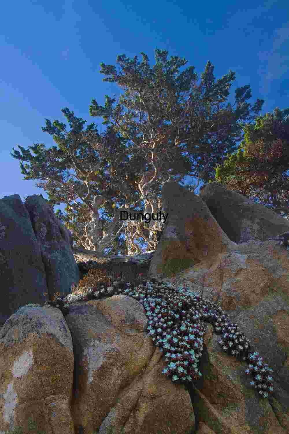 Yellow Daisy Field Road Carrizo Plain Superbloom View