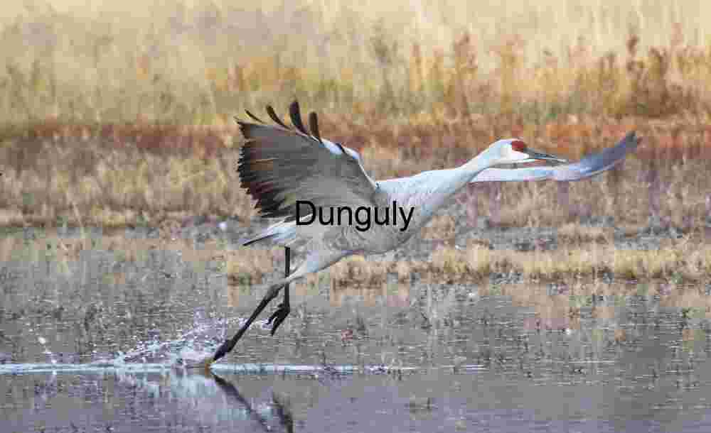 Running crane take-off