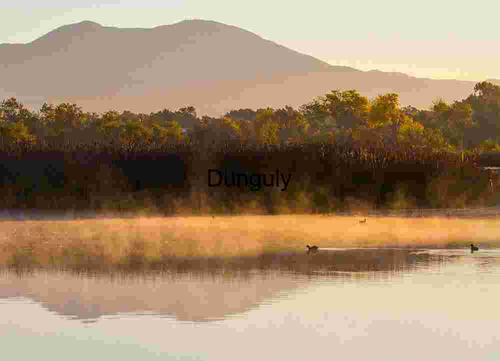Low Angle Point Lobos Cypress Rock Lichen Study Vertical