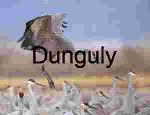 Sandhill crane Ladd Gordon Waterfowl Complex | Sandhill Crane Jumps Irrigation Channel