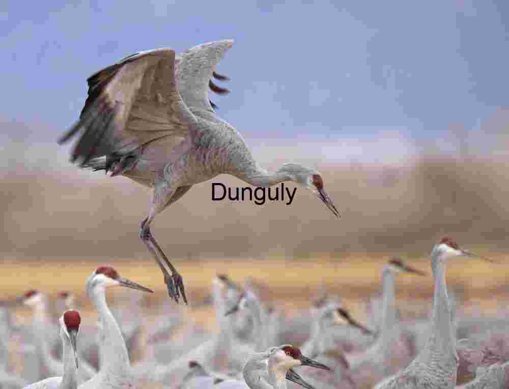 Sandhill crane Ladd Gordon Waterfowl Complex | Sandhill Crane Jumps Irrigation Channel