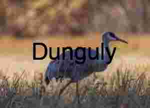 Sandhill Crane in Golden Light - Wildlife & Bird Photo